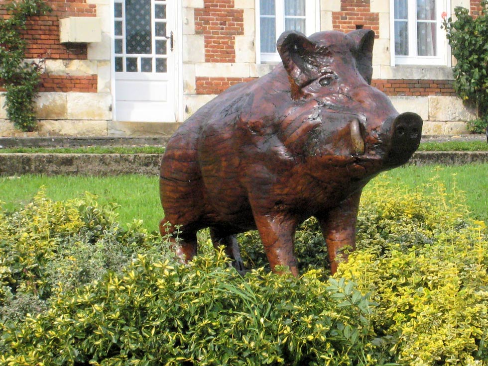 Sanglier de la Neiville-aux-Tourneurs - Thiérache